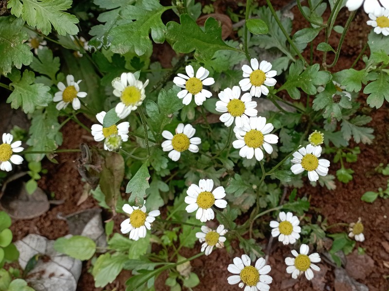 Feverfew photo 2