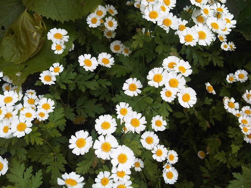 Feverfew photo 7