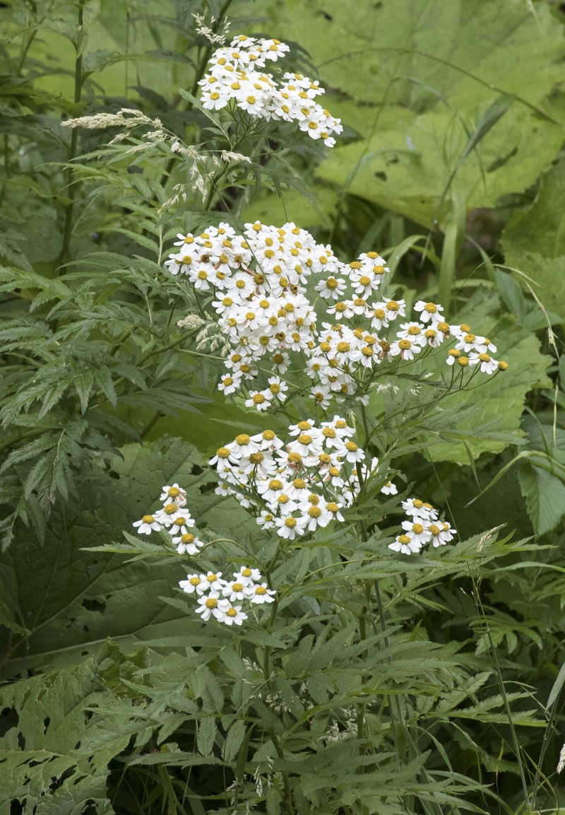 Feverfew photo 3