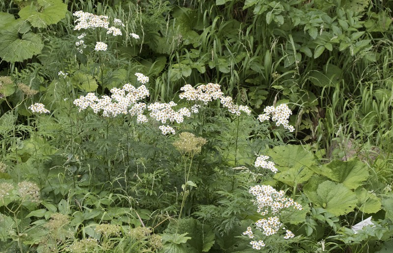 Feverfew photo 4