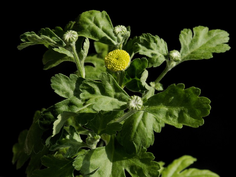 Feverfew photo 5