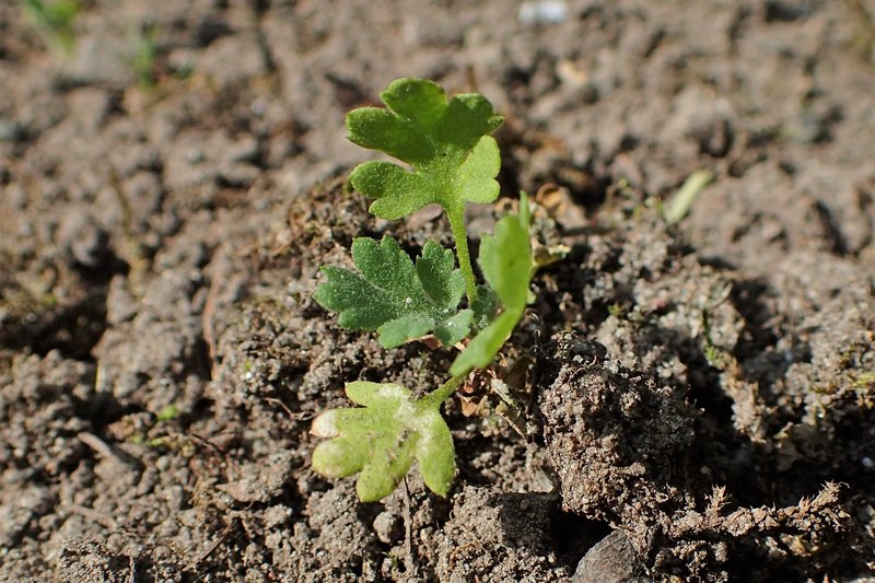 Feverfew photo 8