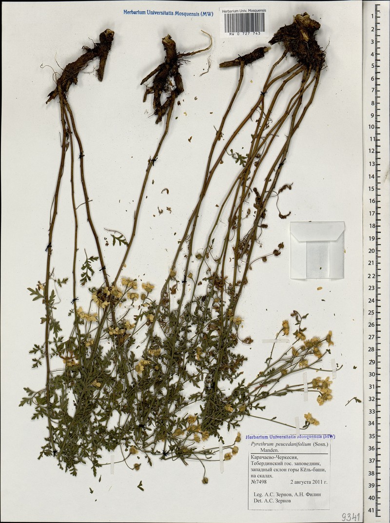 Tanacetum peucedanifolium