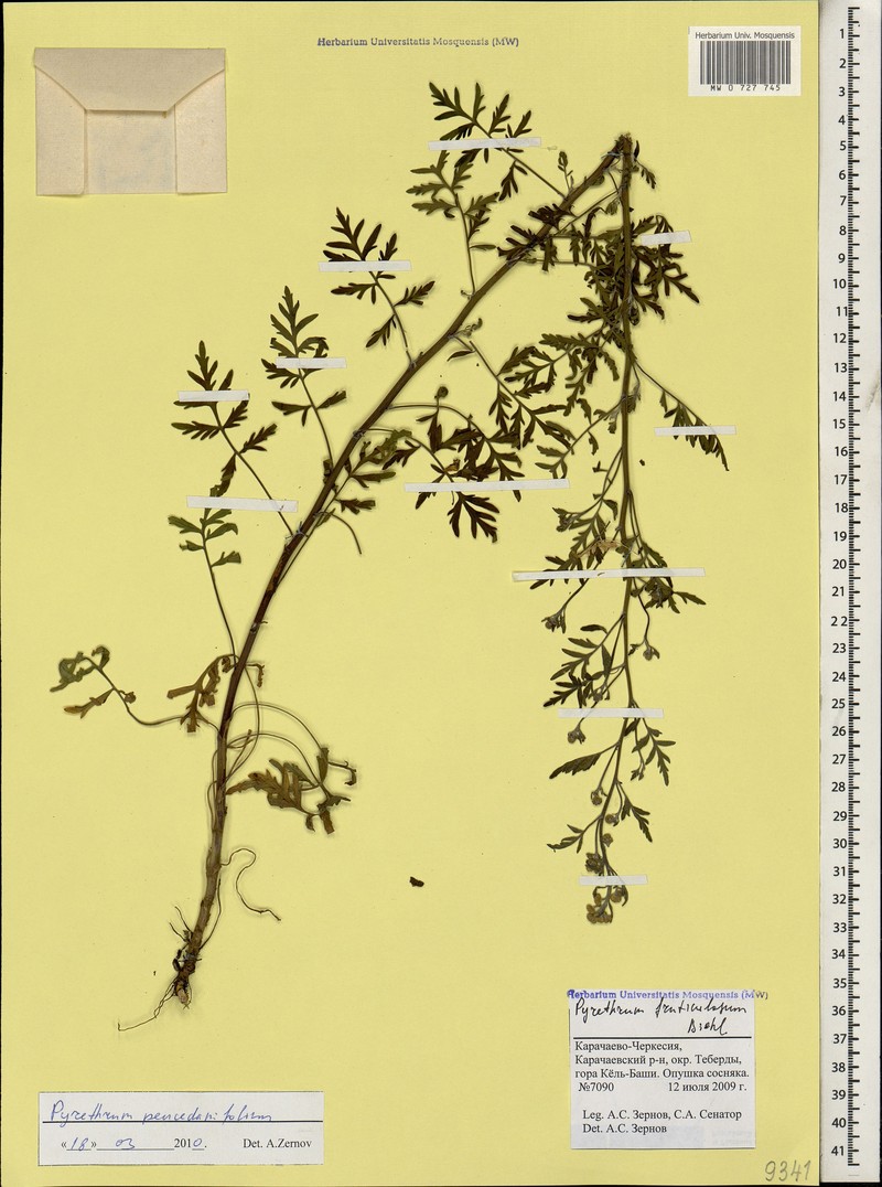 Tanacetum peucedanifolium photo 2