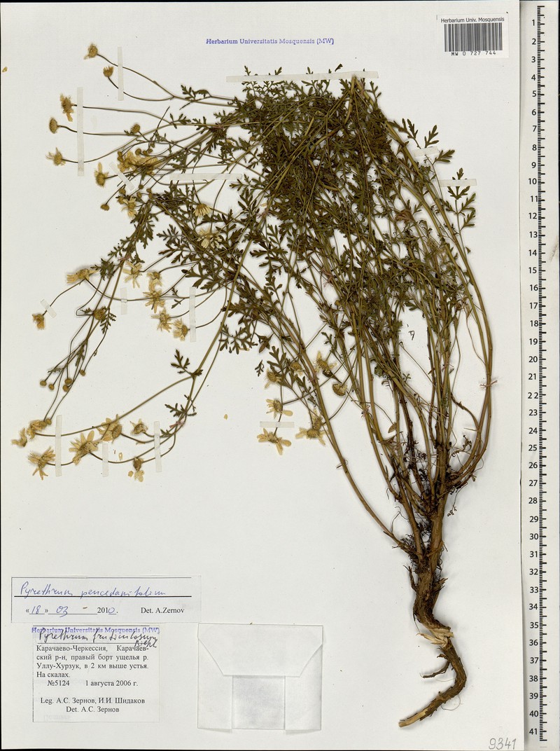 Tanacetum peucedanifolium photo 3