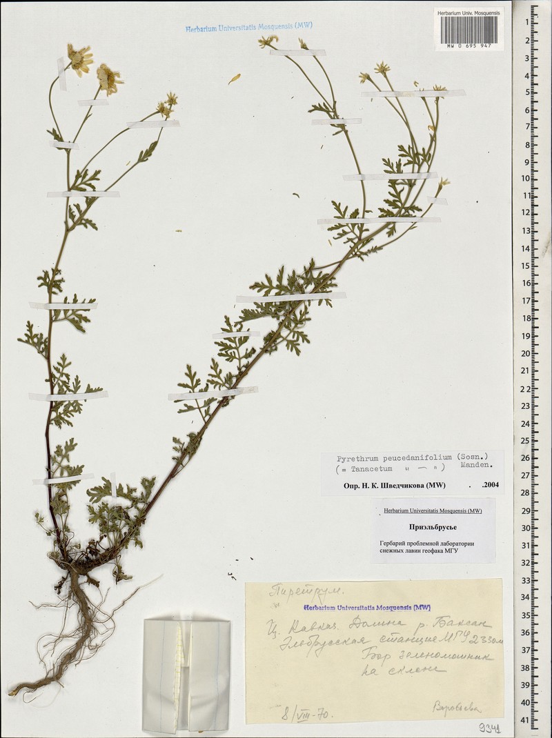 Tanacetum peucedanifolium photo 4