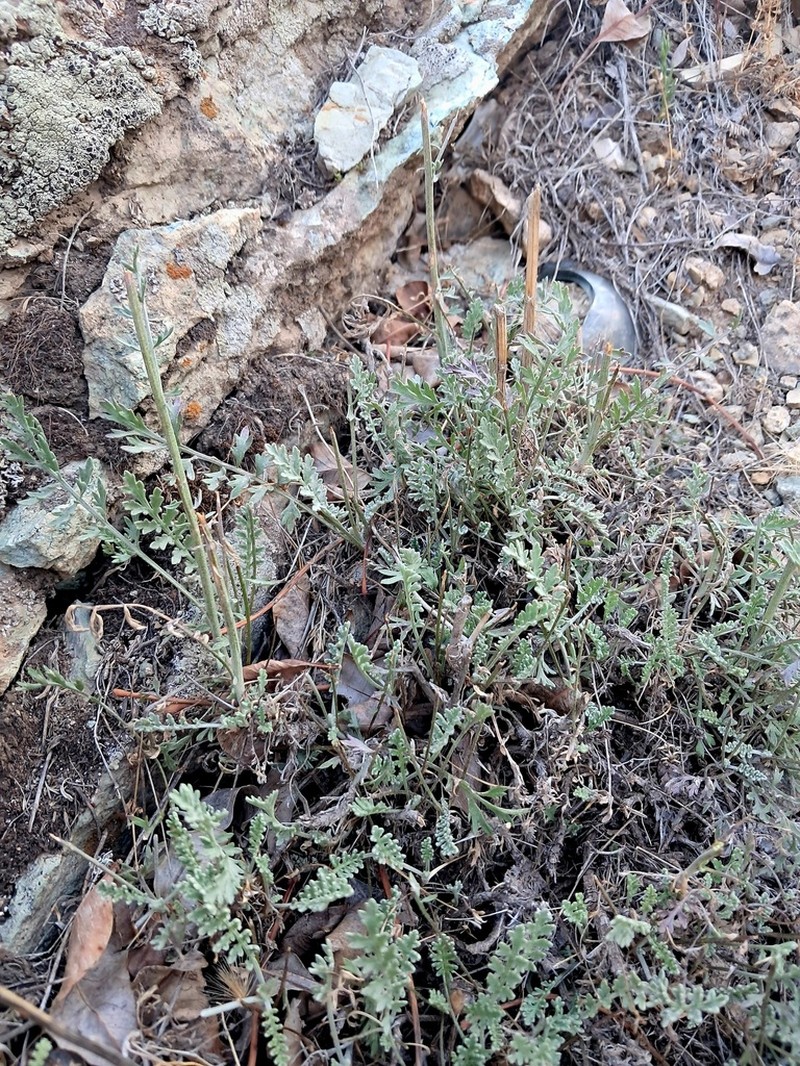 Tanacetum pinnatum