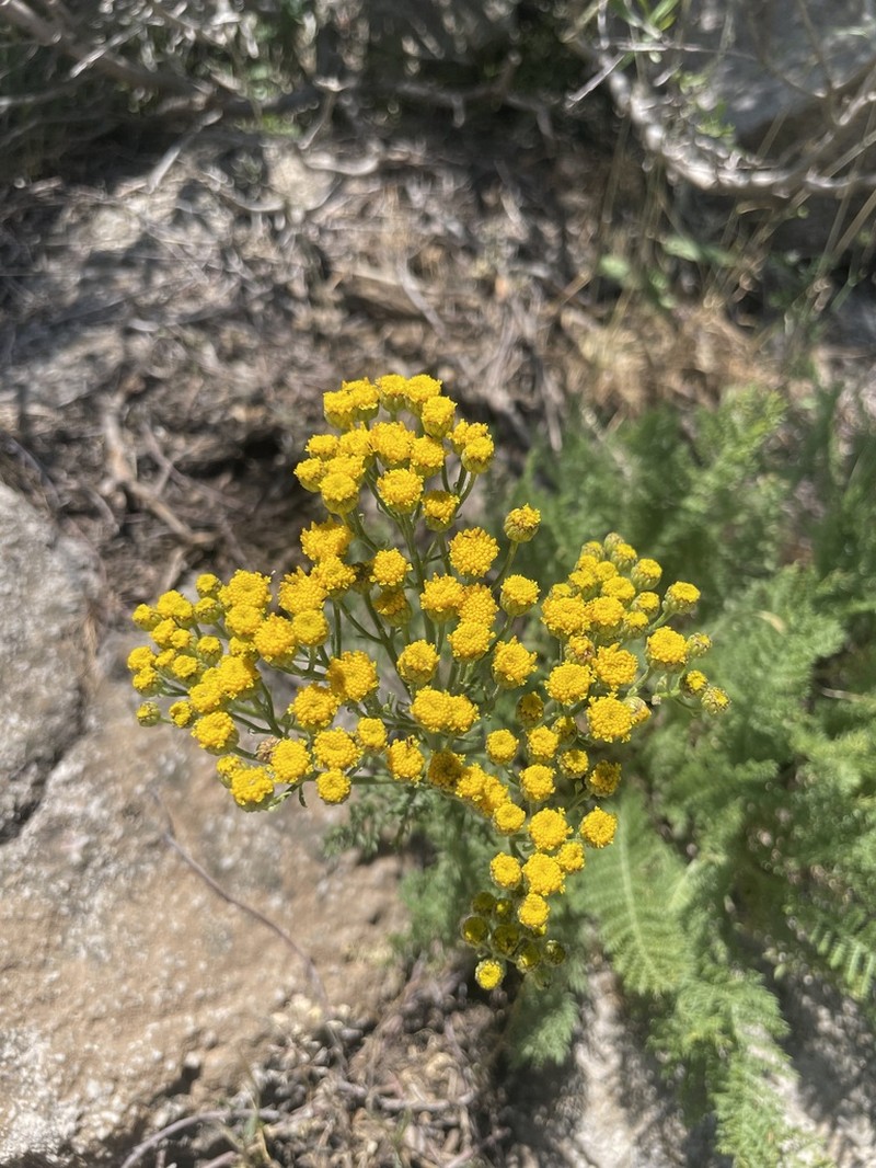 Tanacetum polycephalum