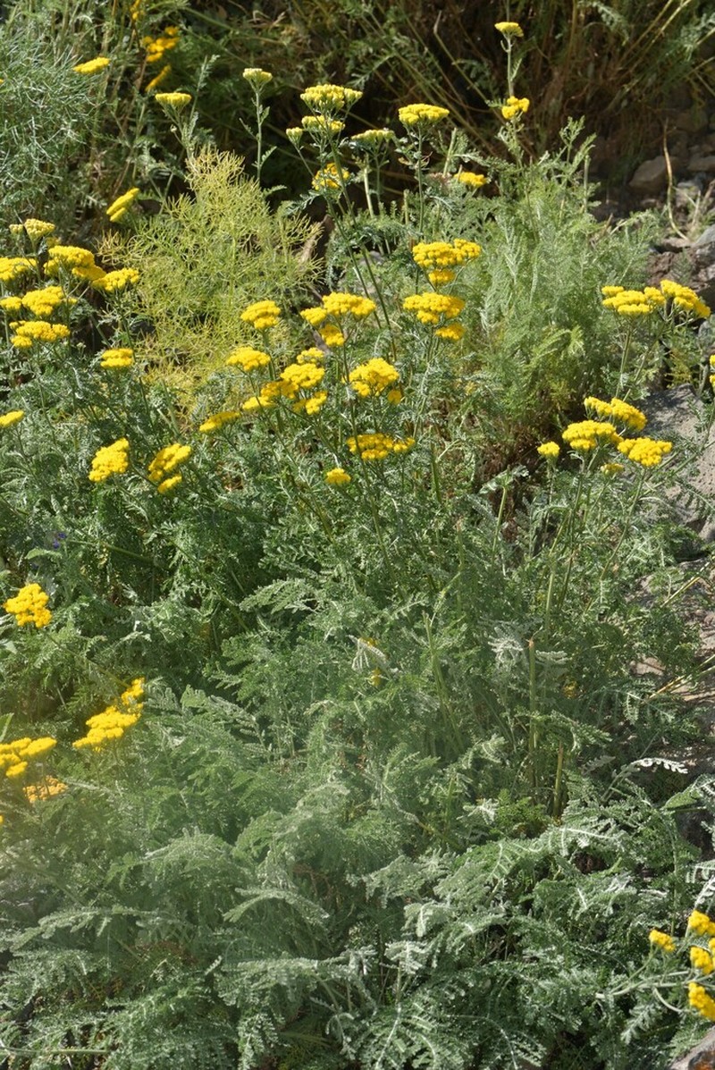 Tanacetum polycephalum photo 2