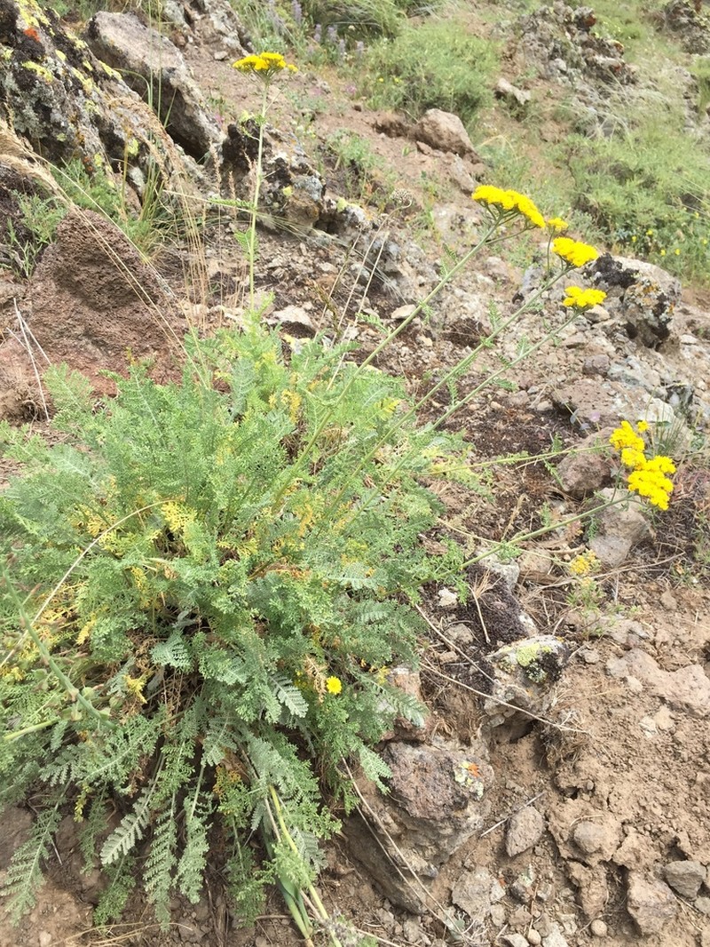 Tanacetum polycephalum photo 4