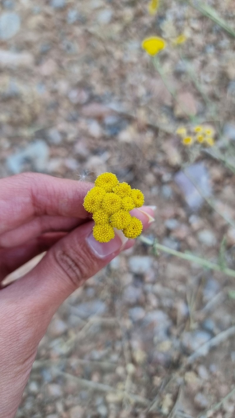 Tanacetum polycephalum photo 5
