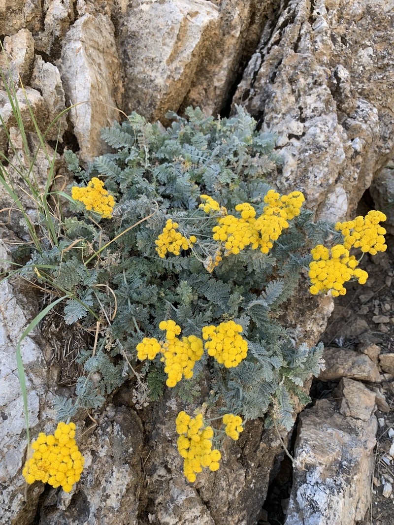 Tanacetum polycephalum photo 6