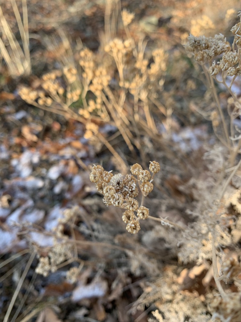 Tanacetum polycephalum photo 8