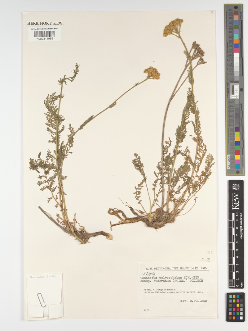 Tanacetum polycephalum subsp. duderanum