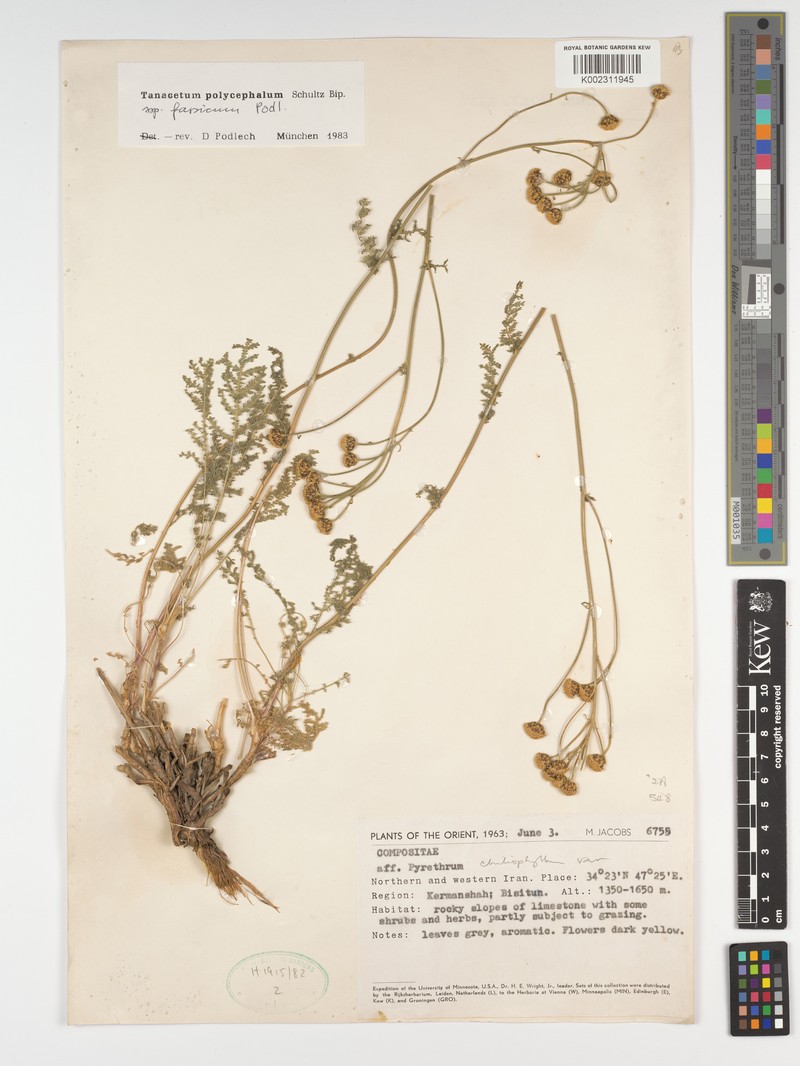 Tanacetum polycephalum subsp. farsicum