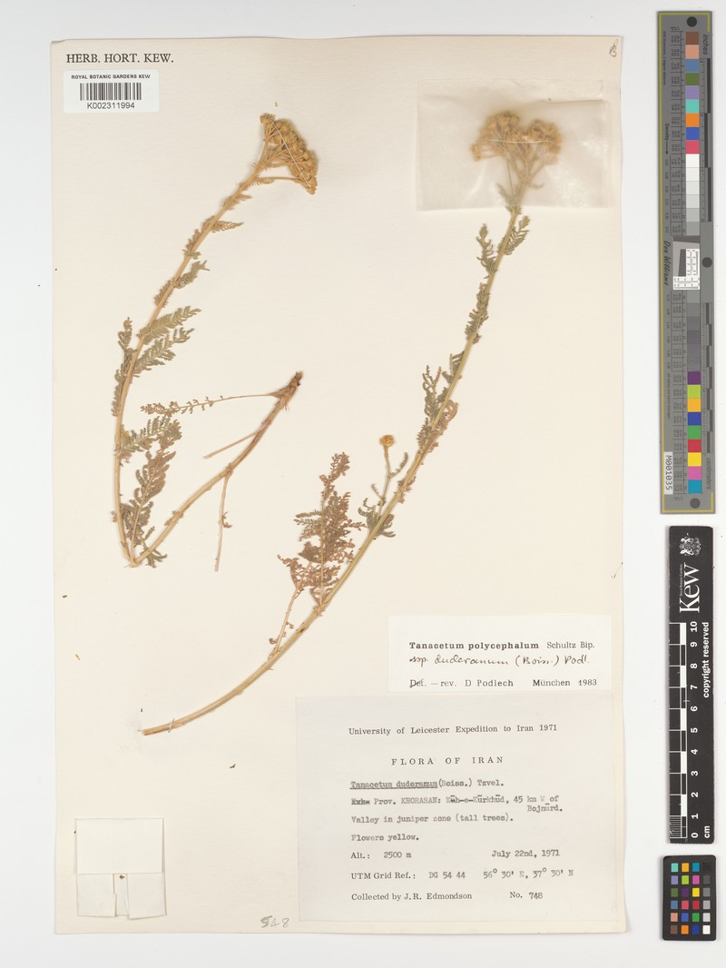 Tanacetum polycephalum subsp. heterophyllum