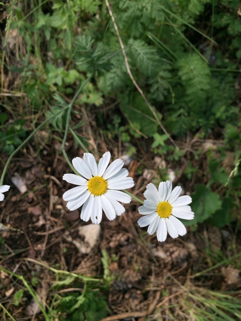 Tanacetum poteriifolium