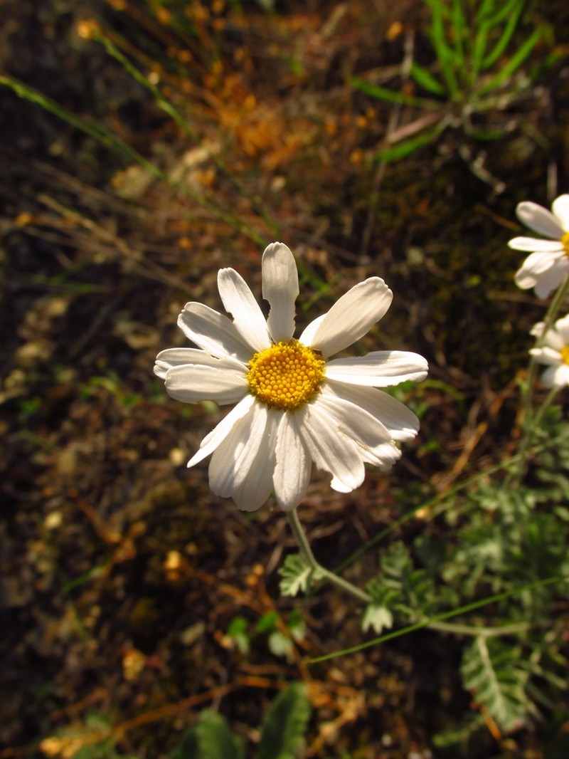 Tanacetum poteriifolium photo 2