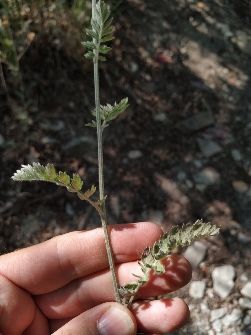 Tanacetum poteriifolium photo 3
