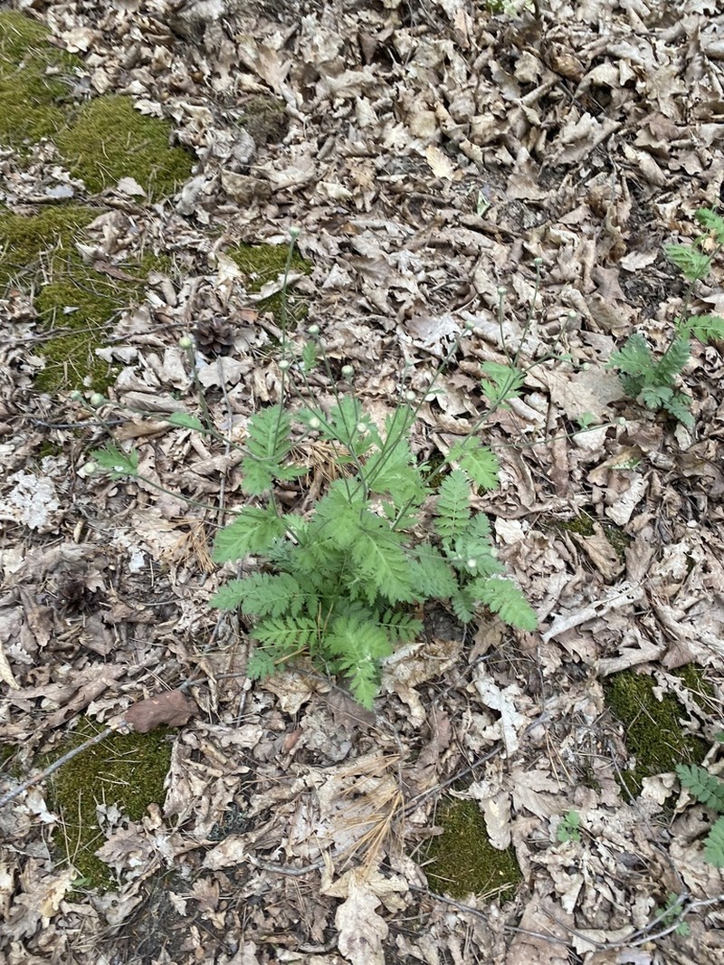 Tanacetum poteriifolium photo 4