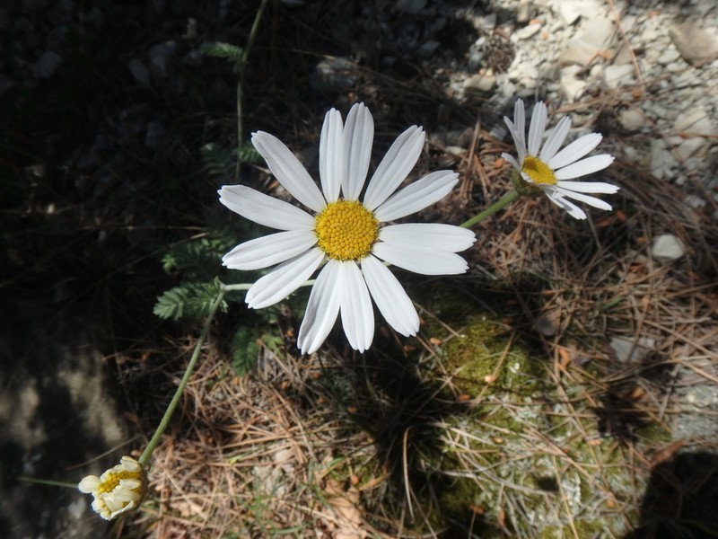 Tanacetum poteriifolium photo 5