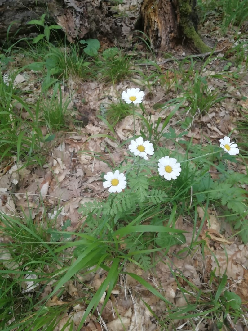 Tanacetum poteriifolium photo 6