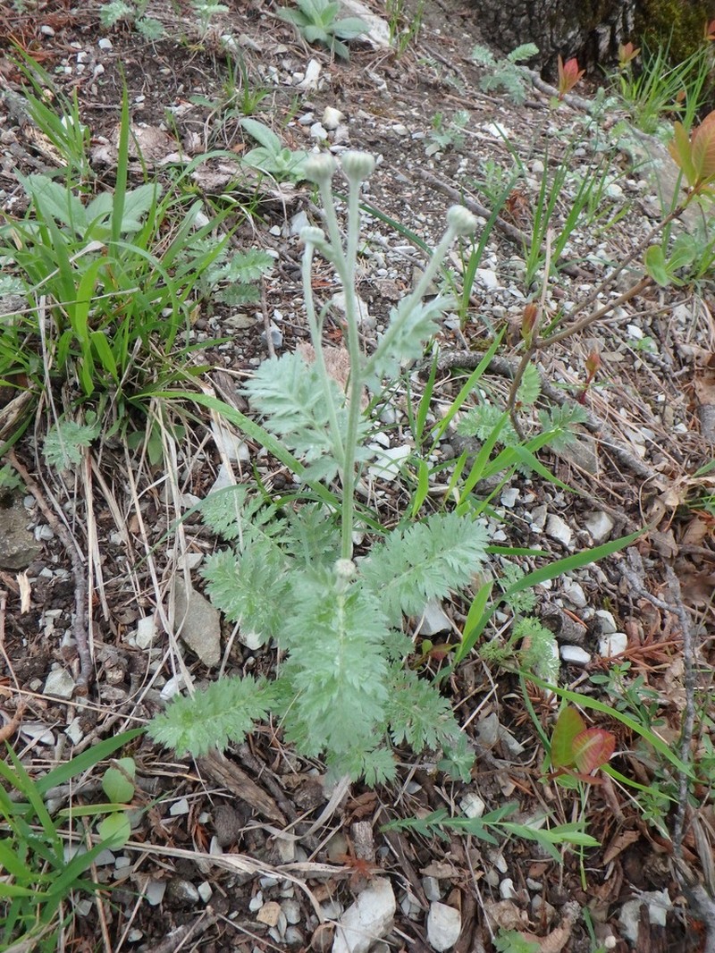 Tanacetum poteriifolium photo 7
