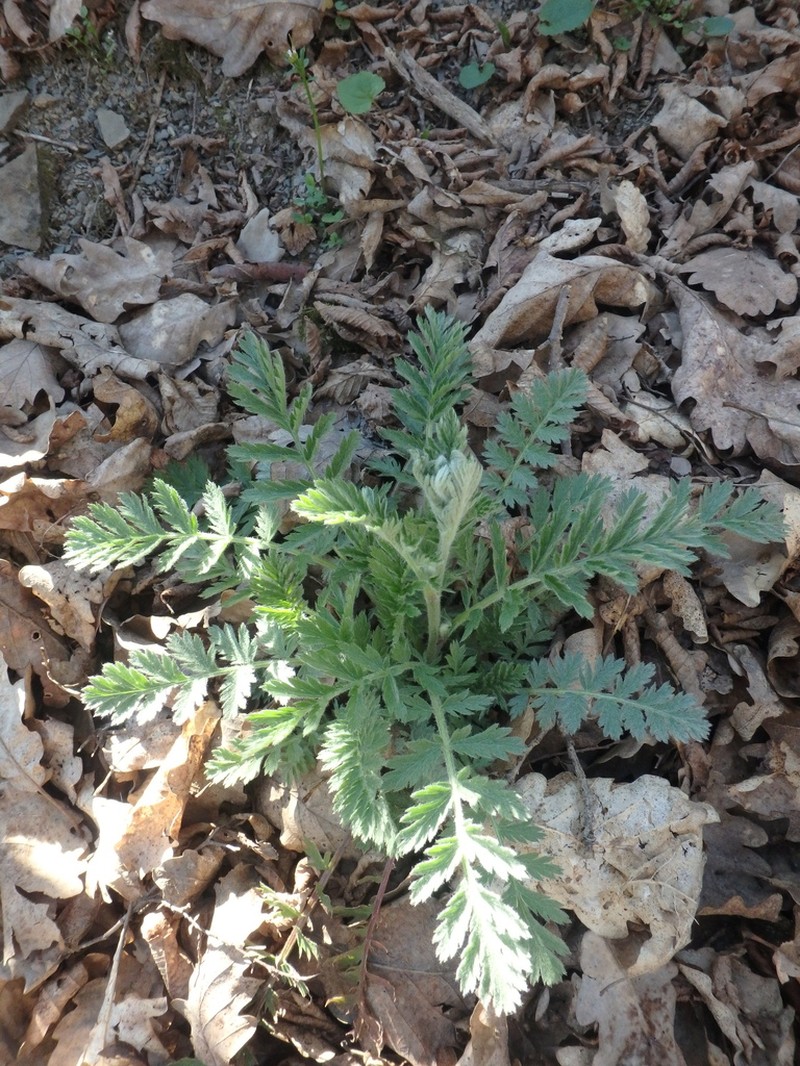 Tanacetum poteriifolium photo 8