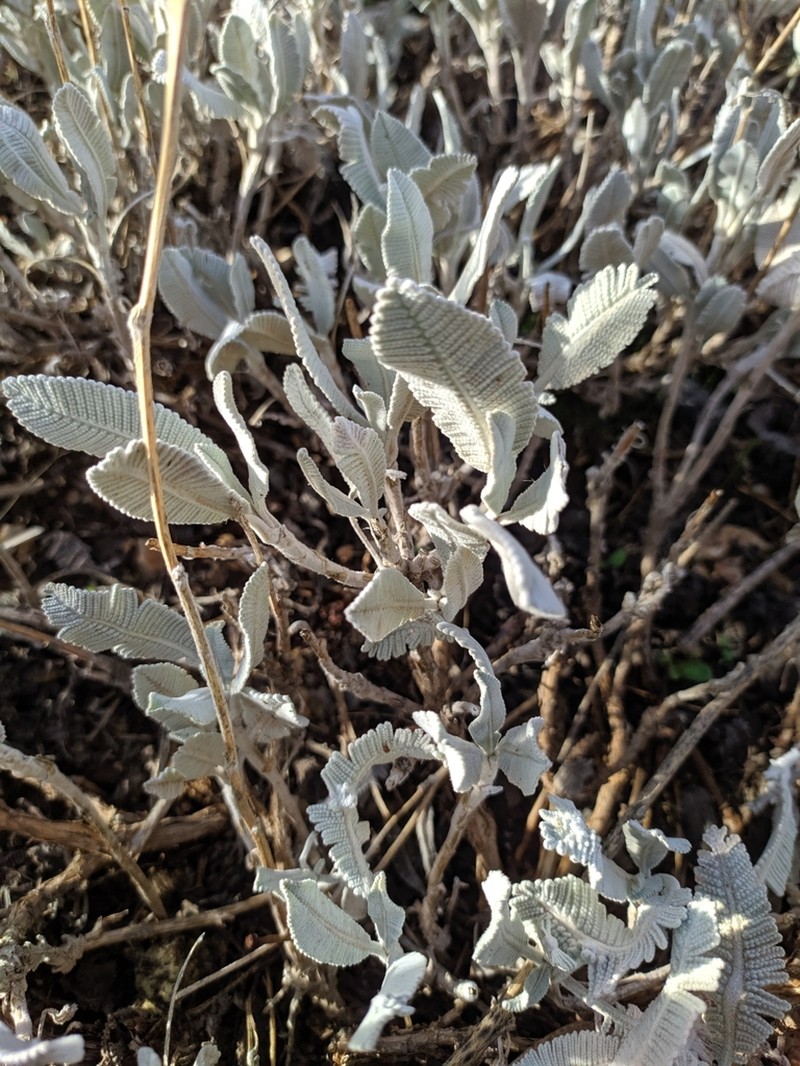 Tanacetum praeteritum