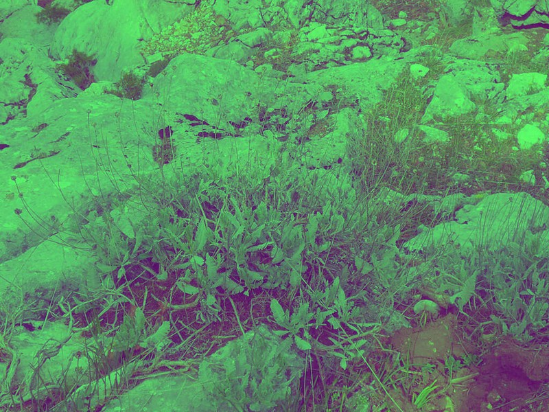 Tanacetum praeteritum photo 3