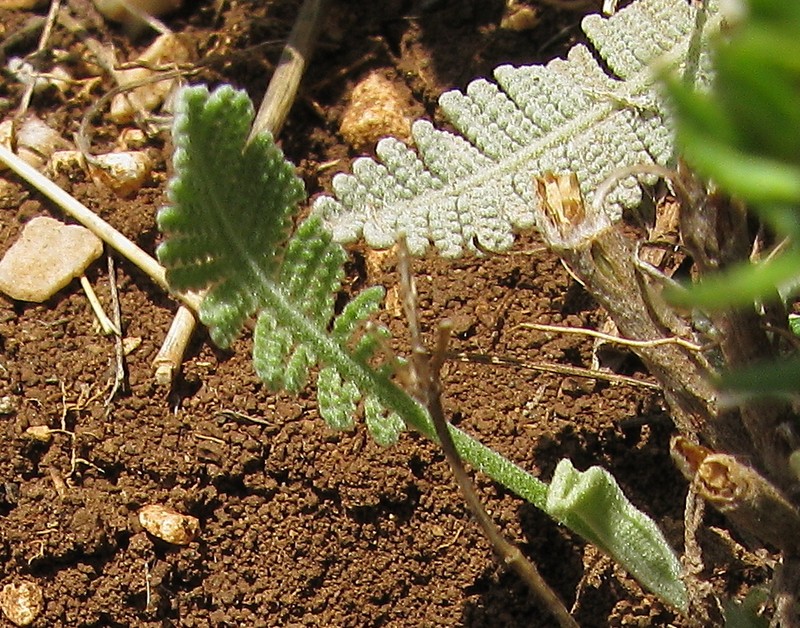 Tanacetum praeteritum photo 4