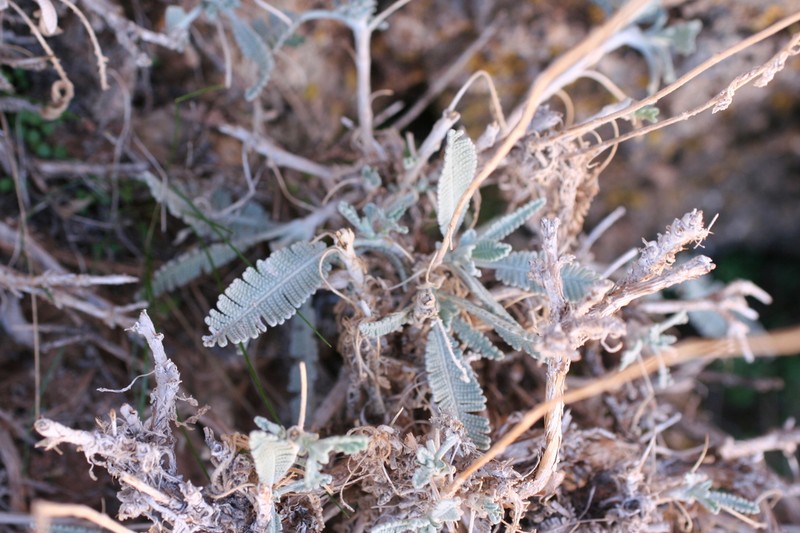 Tanacetum praeteritum photo 5
