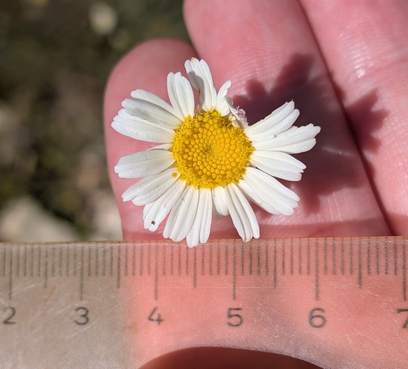 Tanacetum praeteritum photo 6