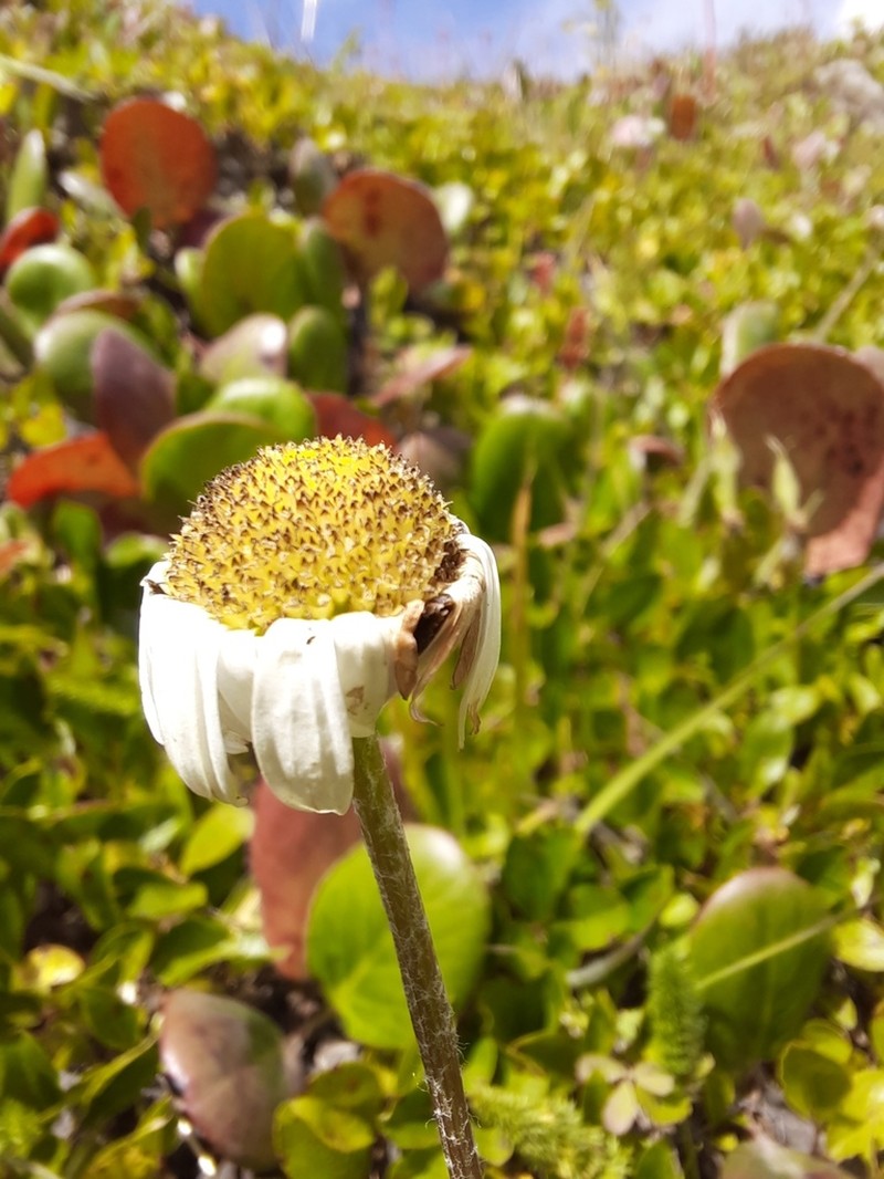 Tanacetum pulchellum