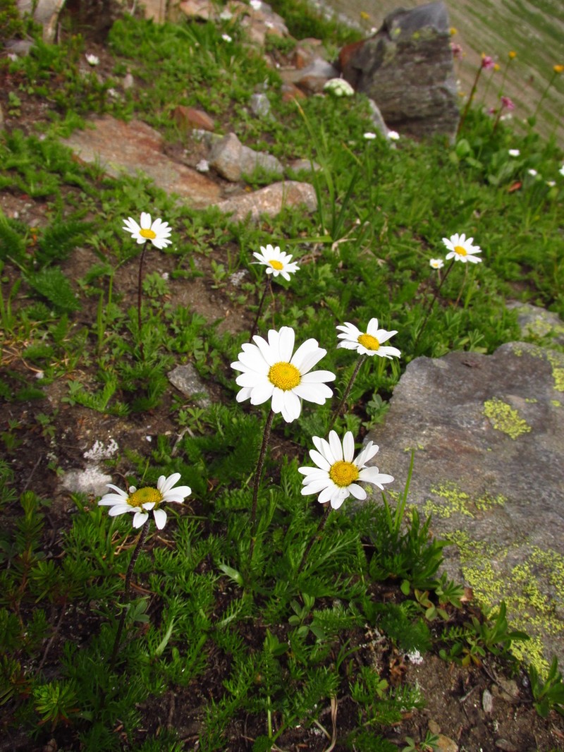Tanacetum pulchellum photo 2