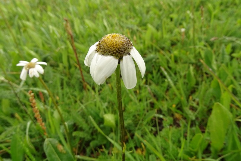 Tanacetum pulchellum photo 3