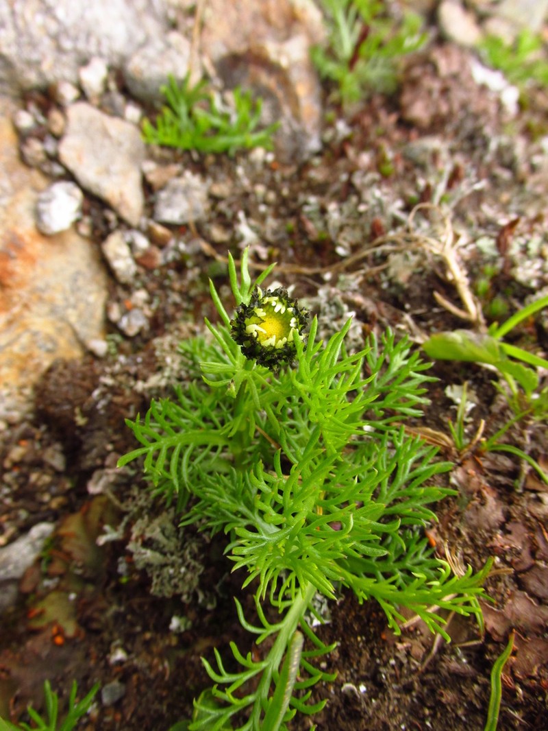 Tanacetum pulchellum photo 4