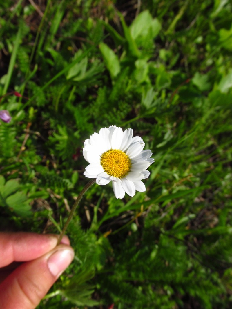 Tanacetum pulchellum photo 5