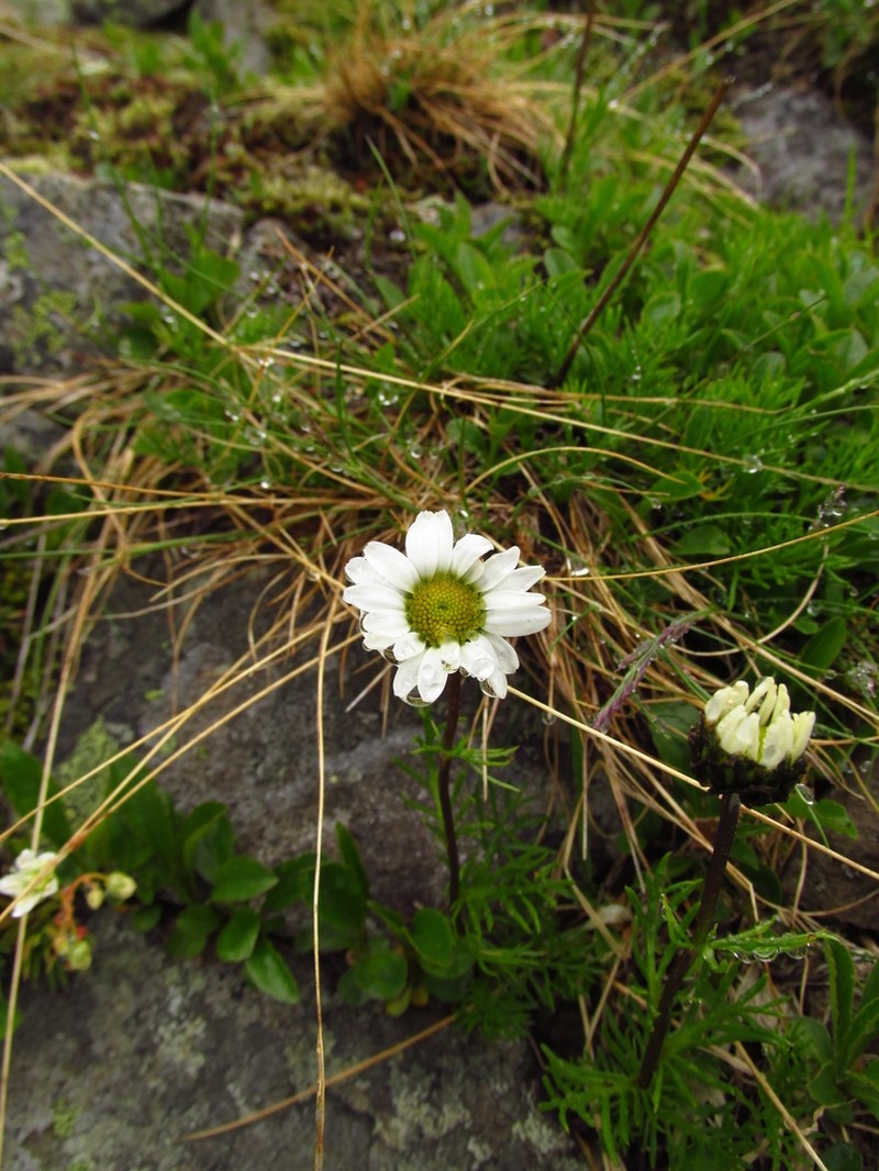 Tanacetum pulchellum photo 6