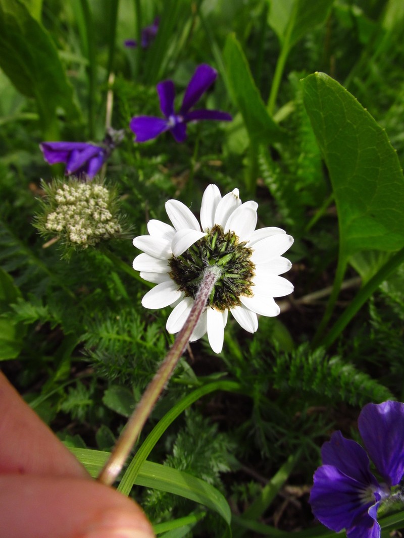 Tanacetum pulchellum photo 8