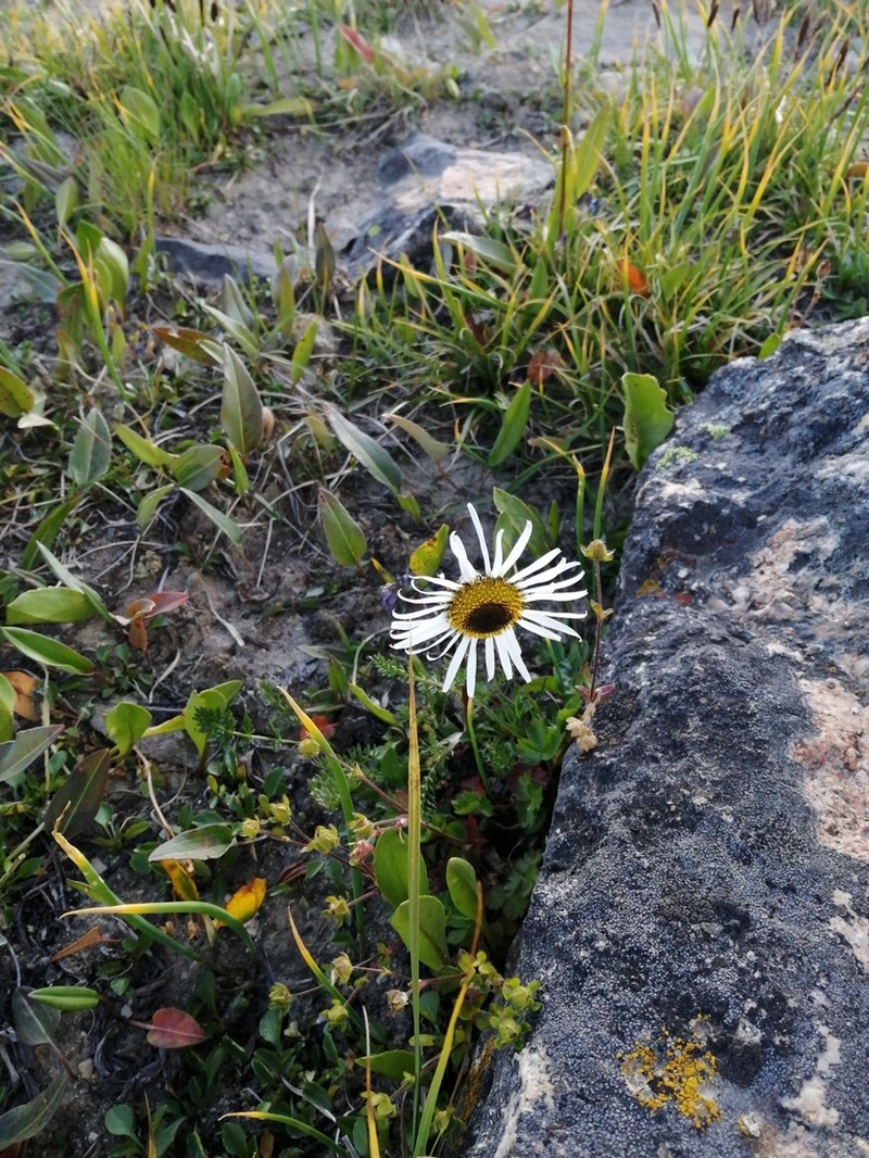 Tanacetum pulchrum