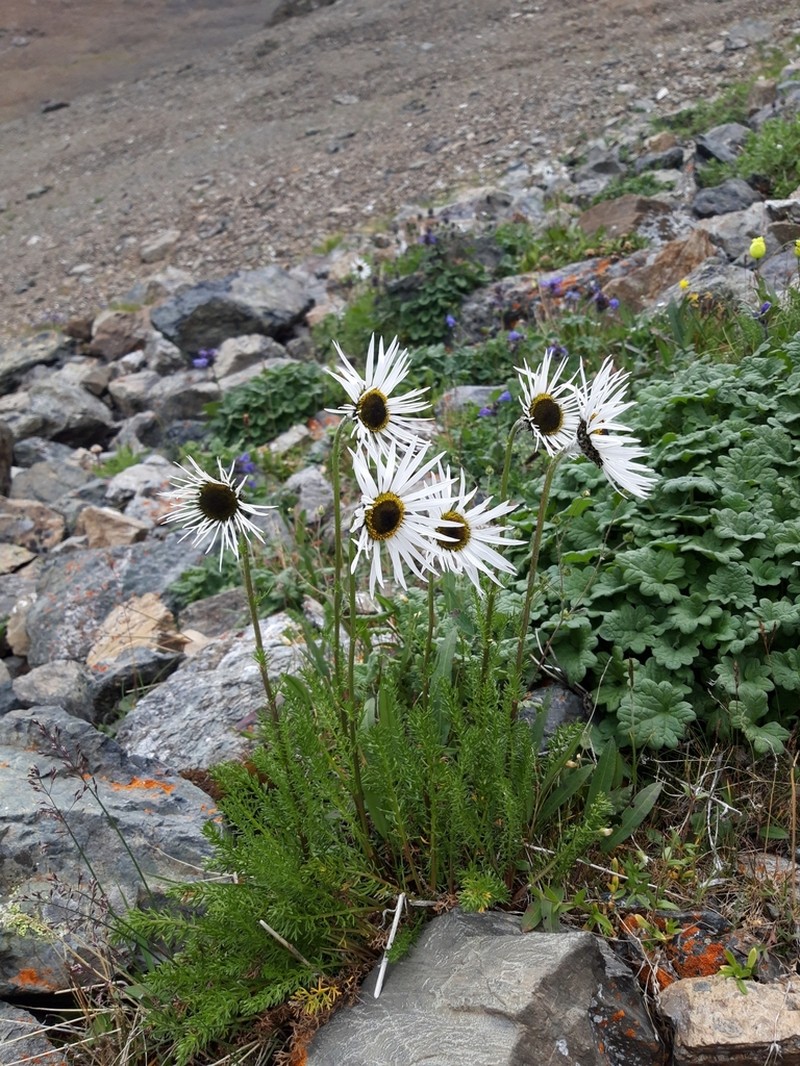 Tanacetum pulchrum photo 2