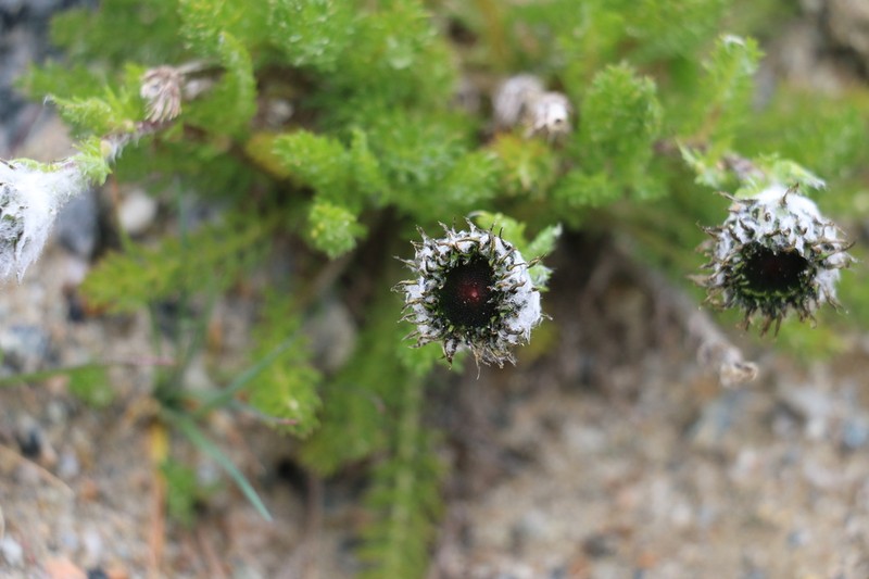 Tanacetum pulchrum photo 4
