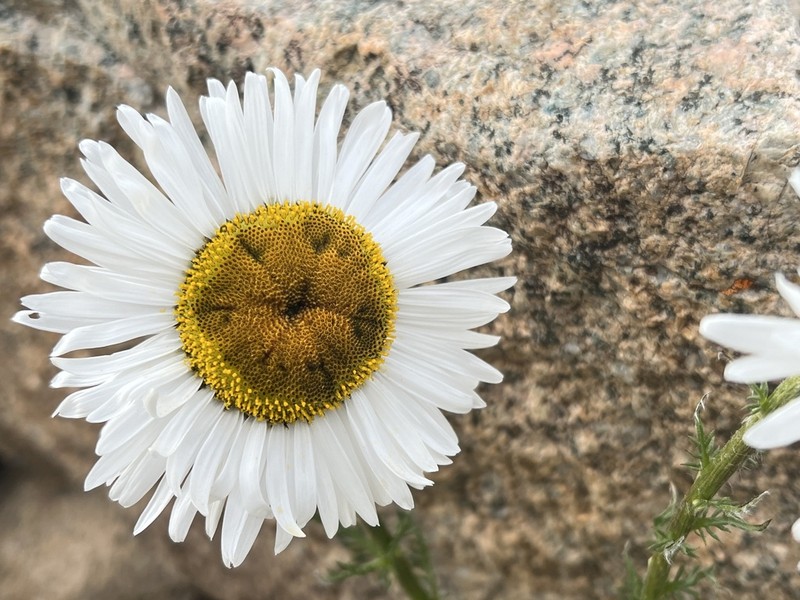 Tanacetum pulchrum photo 6