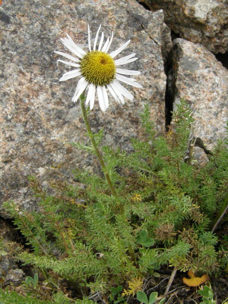 Tanacetum pulchrum photo 7