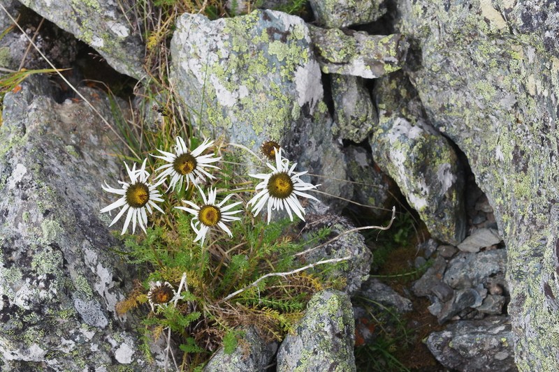 Tanacetum pulchrum photo 8