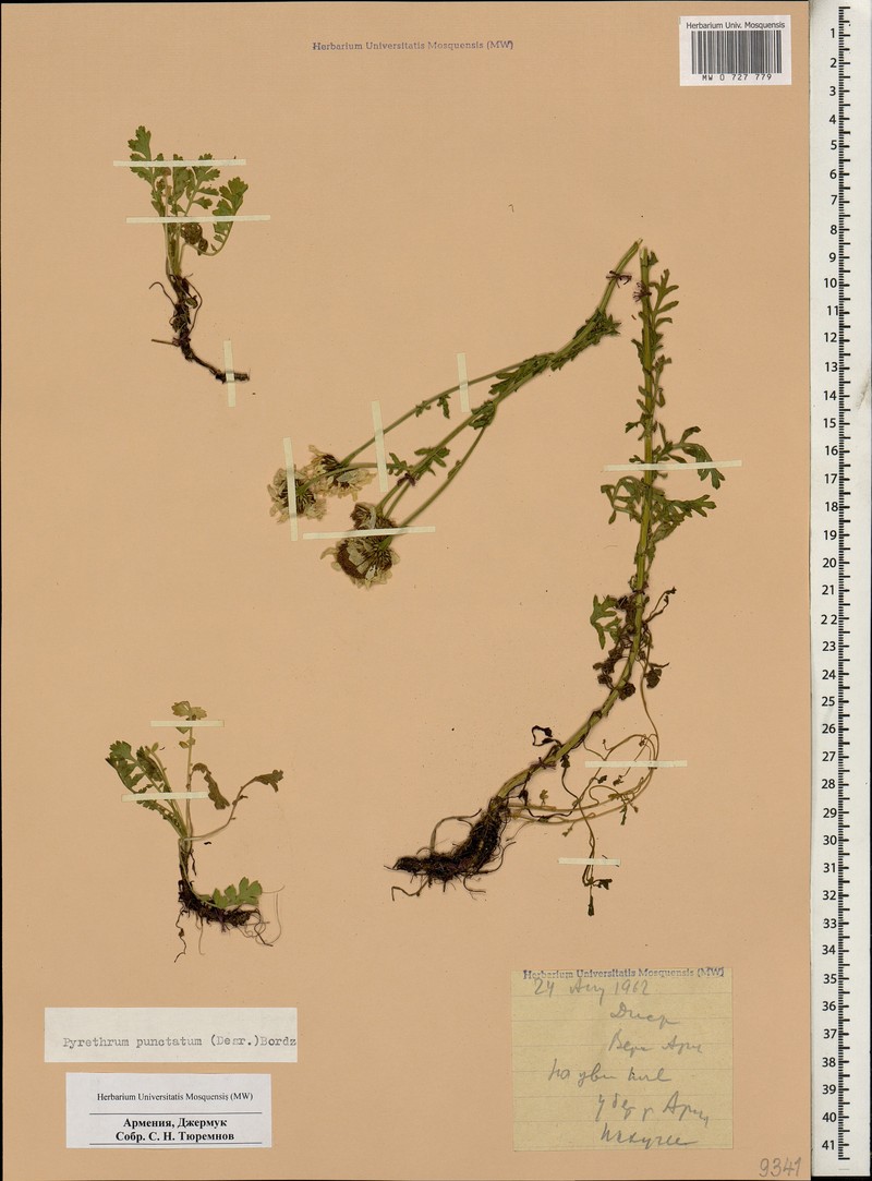 Tanacetum punctatum photo 2