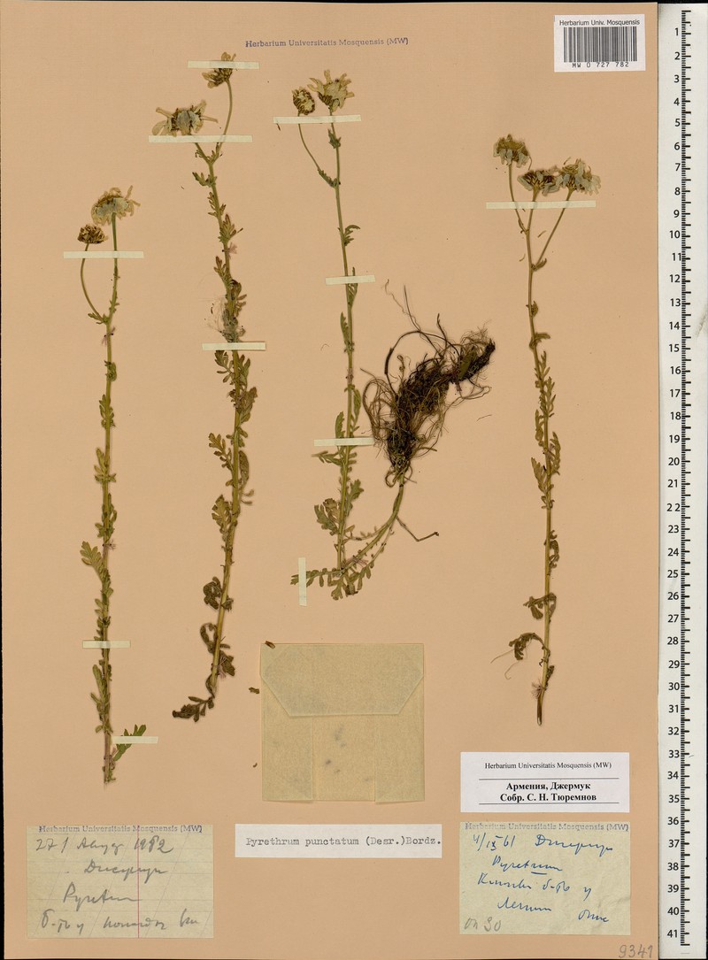 Tanacetum punctatum photo 4