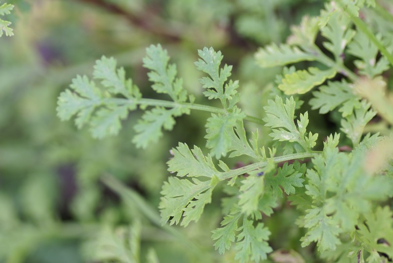 Tanacetum punctatum