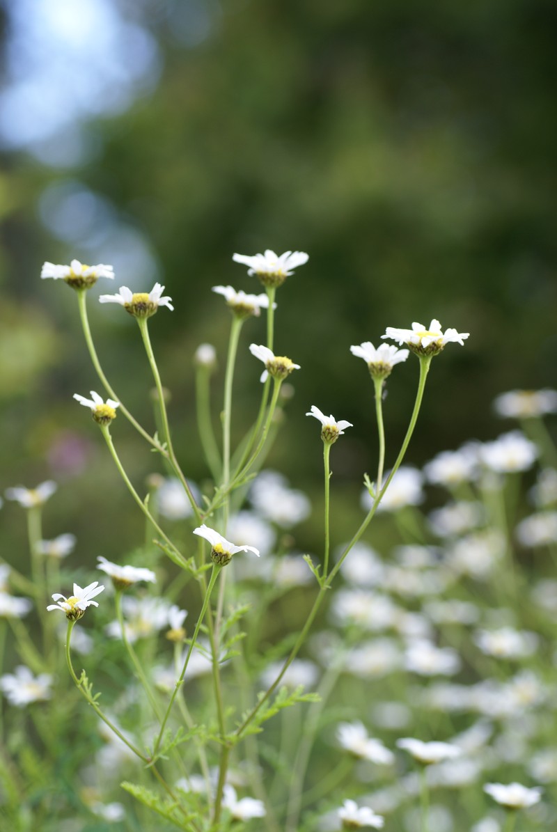 Tanacetum punctatum photo 5